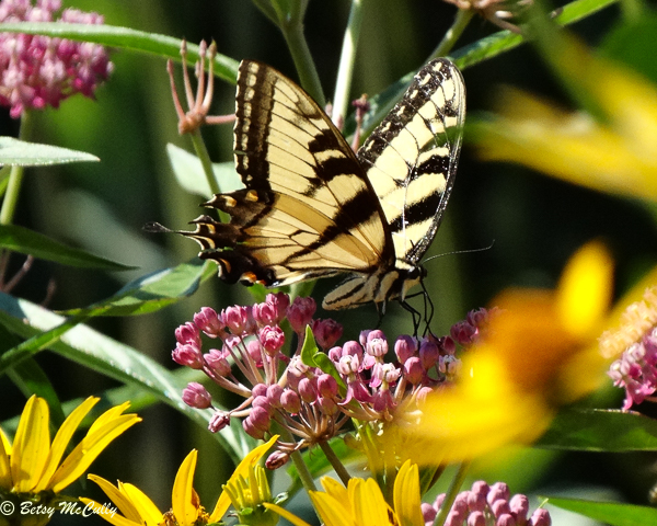 Photo of Tiger Swallowtail in milkweed