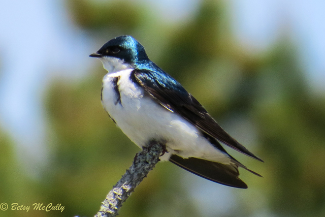 photo of male Tree Swallow
