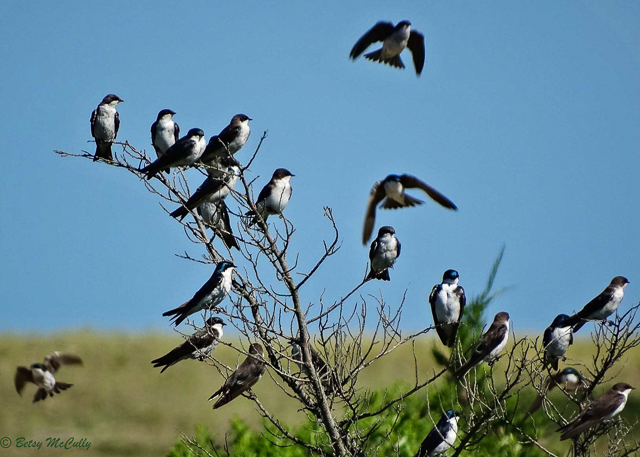 Photo of tree swallows staging in fall