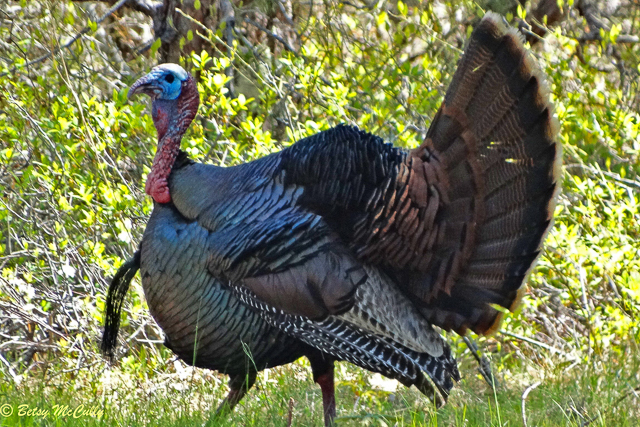 Photo of male wild turkey in display