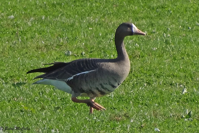 photo of Greater White-fronted Goose