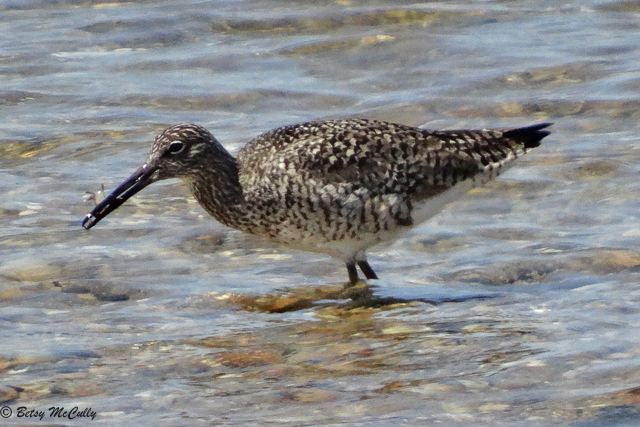 Photo of Willet in water