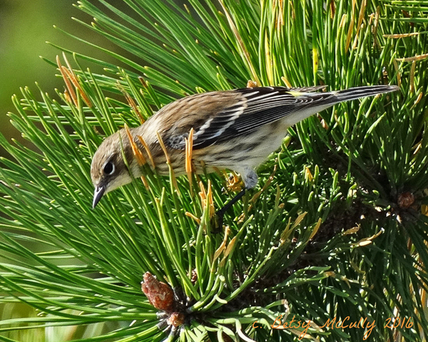 photo of Yellow-rumped Warbler