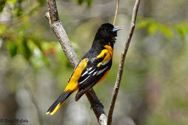 Photo of Baltimore Oriole adult male