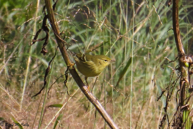 Photo of fall Blackpoll Warbler