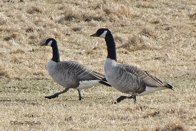 photo of Cackling Goose next to Canada Goose