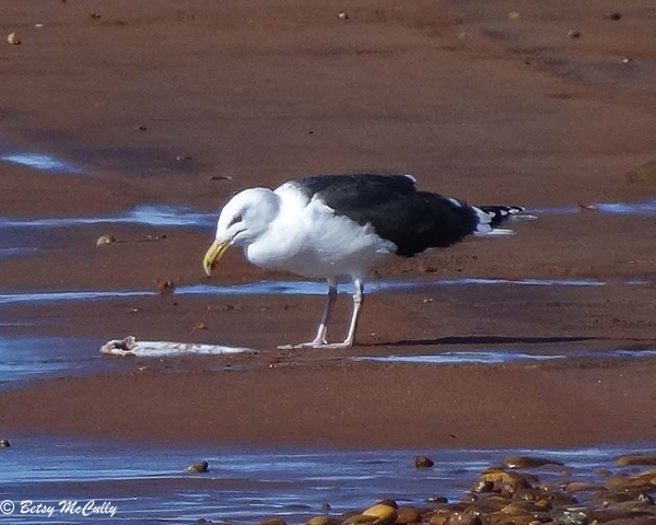 photo of Great Black-backed Gull