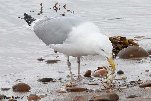 Photo of Herring Gull feeding on blue crab