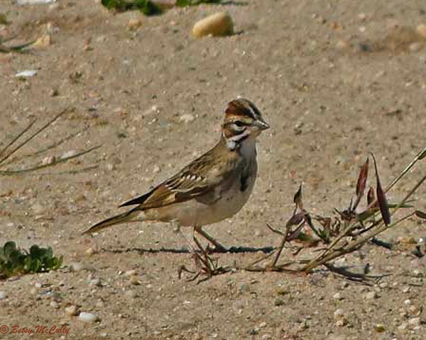 photo of Lark Sparrow
