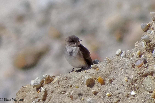 Photo of Northern Rough-Winged Swallow
