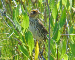 photo of Saltmarsh Sparrow