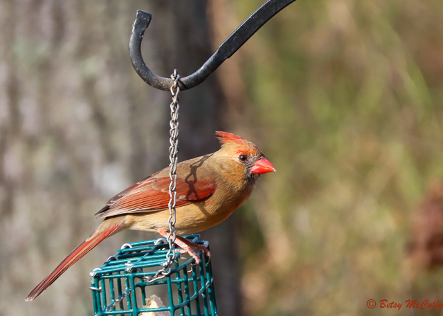 photo of female cardinal on backyard suet feeder