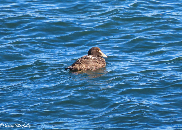 photo of juvenile male Common Eider in water