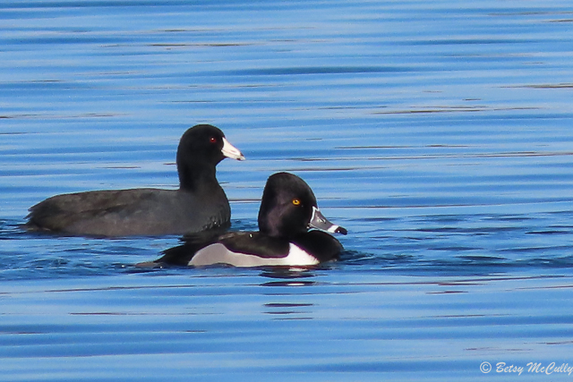 Ring-necked duck and American Coot on pond