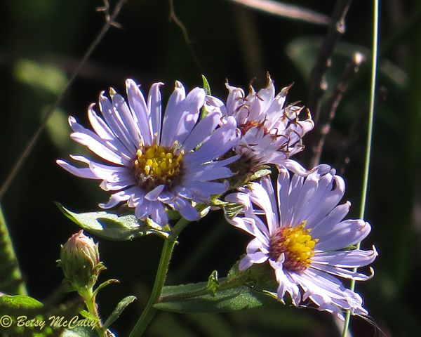 photo of New York Aster
