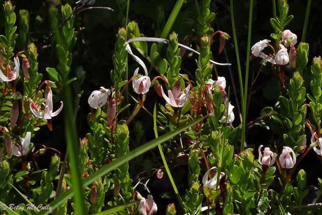 photo of Cranberry flowers