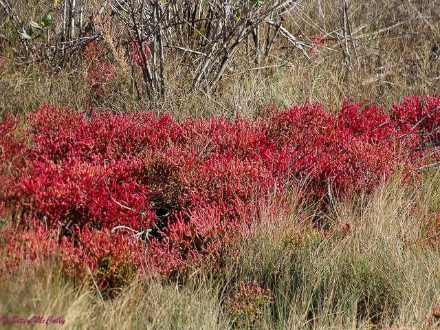 photo of glasswort in fall