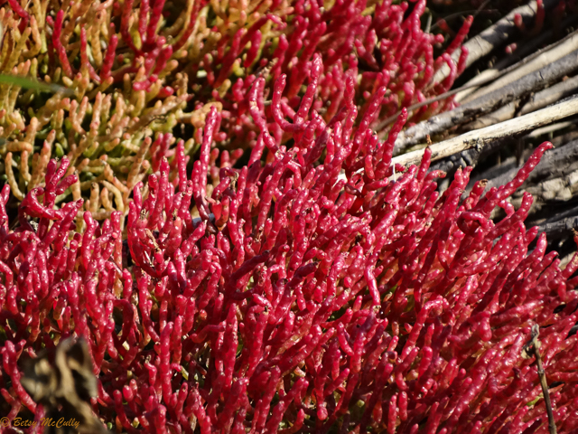 photo of glasswort in fall