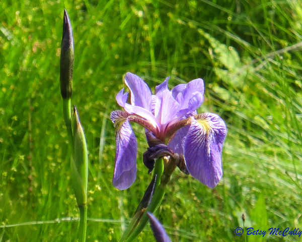 photo of Iris versicolor