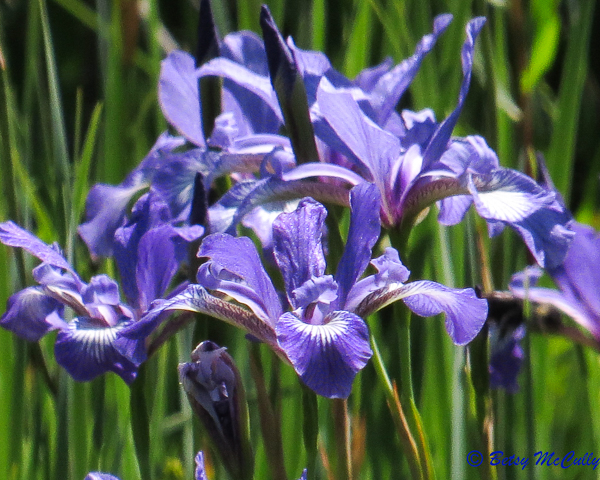 photo of Iris prismatica