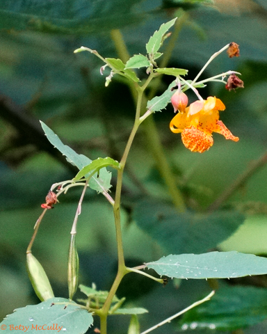 photo of Spotted Jewelweed with pods