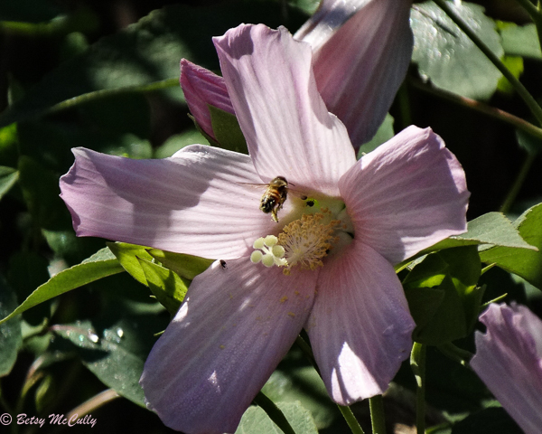 photo of Swamp Rose-mallow pollinated by bee