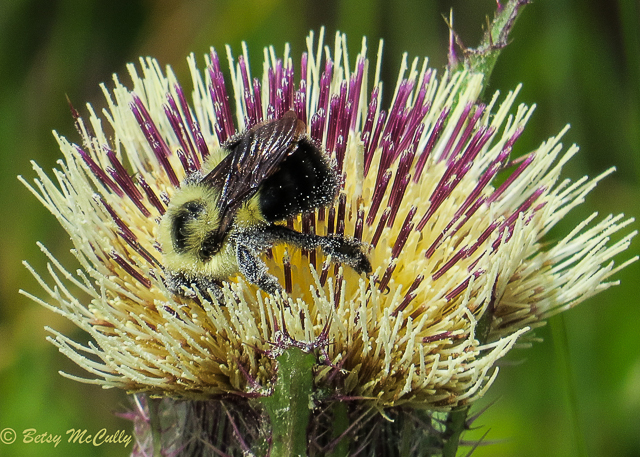 photo of Yellow Thistle with bumblebee pollinator
