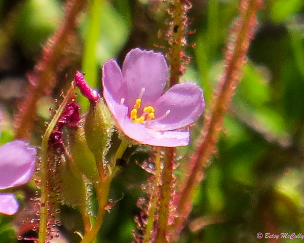 photo of Thread-leaved Sundew flower