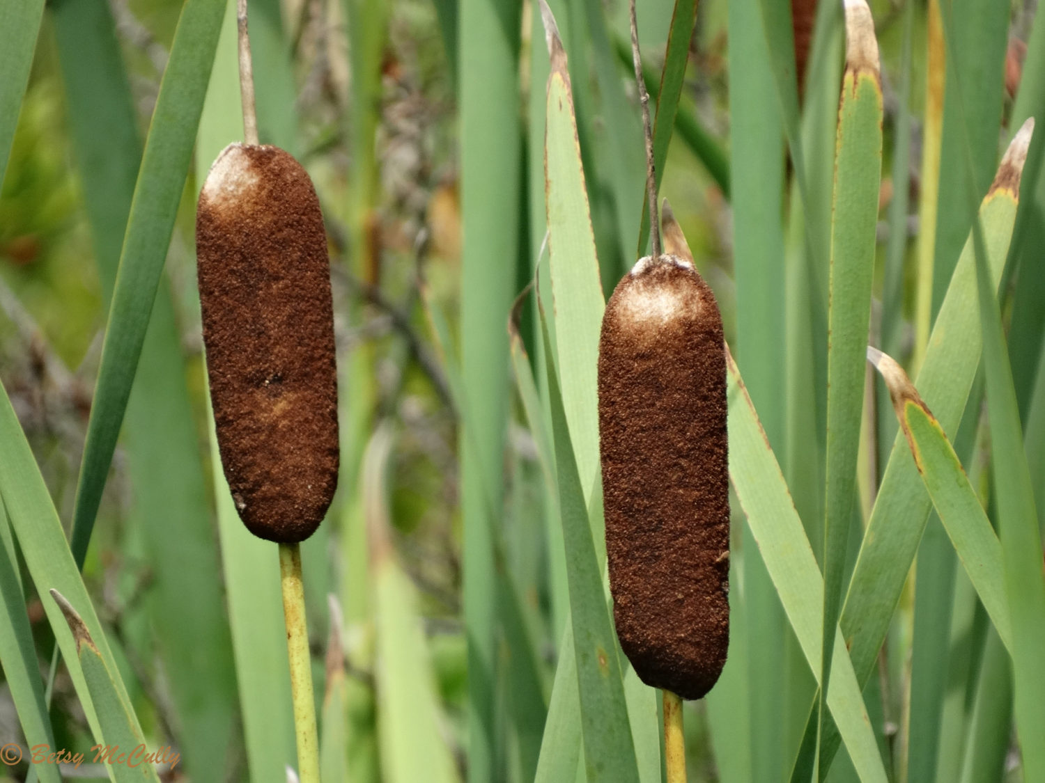 photo of cattails