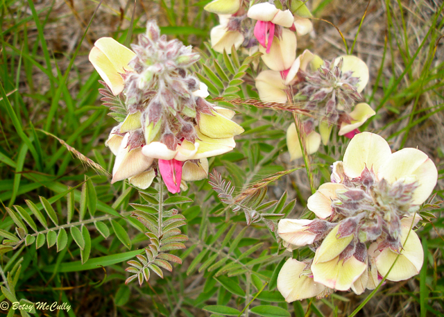 photo of Goat's Rue