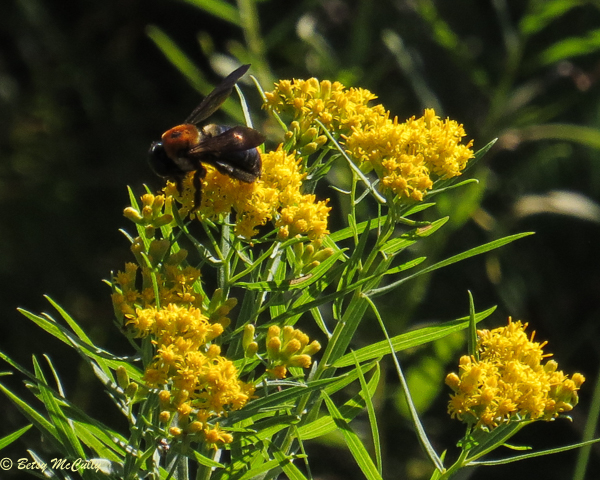 photo of Common Grass-leaved Goldenrod