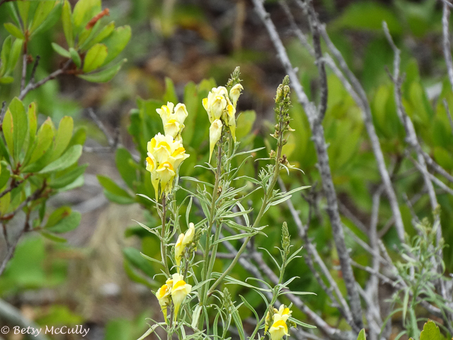 photo of Butter-and-Eggs Toadflax