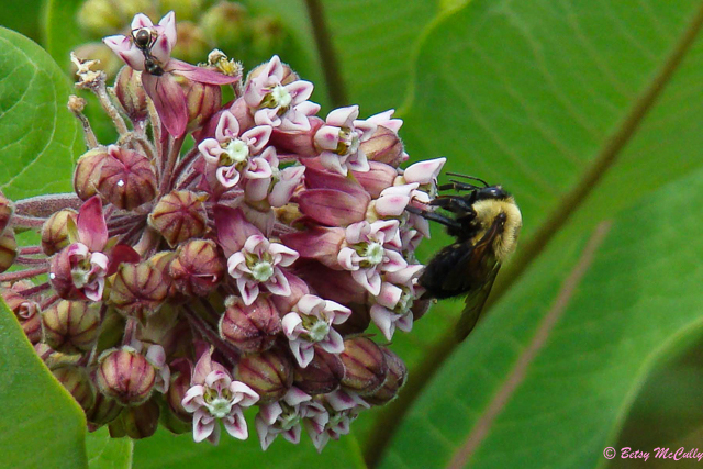 photo of milkweed and pollinating bumblebee