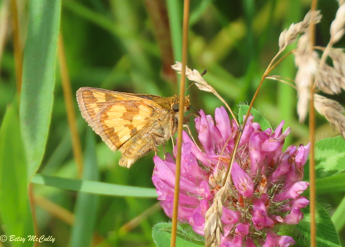 Photo of Peck&#039;s Skipper nectaring in red clover