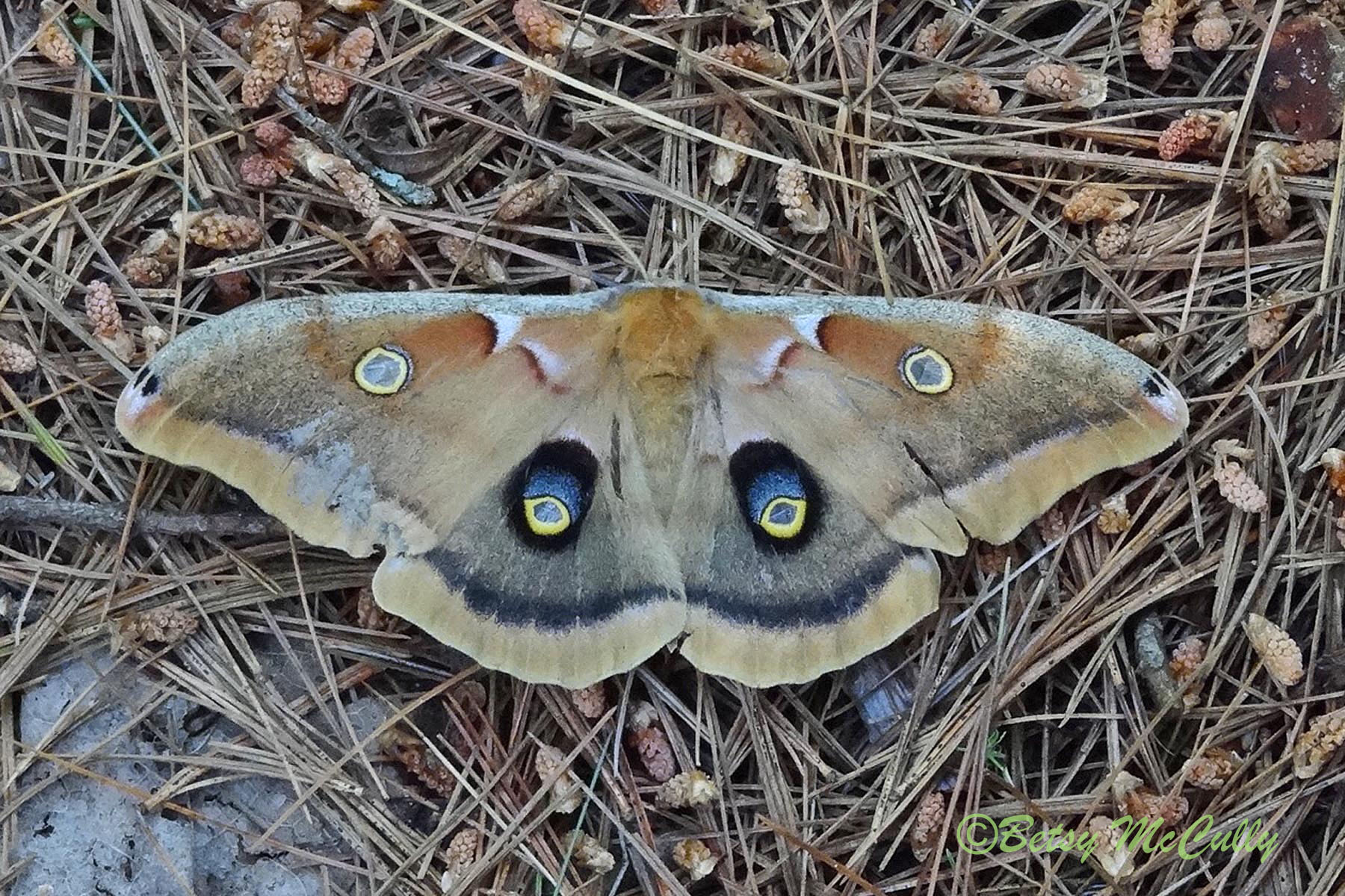 Photo of Polyphemus moth