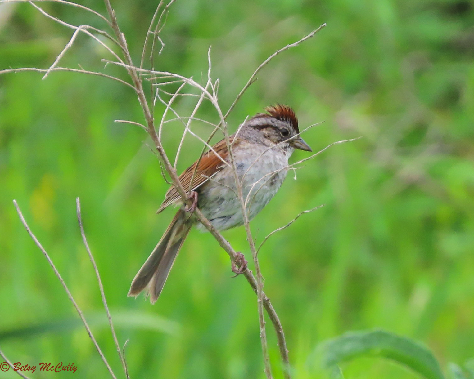 Photo of Swamp Sparrow