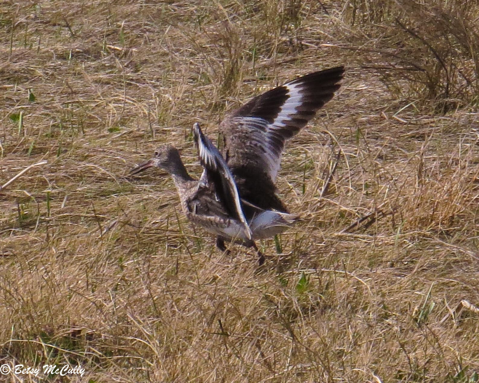 Willet (Tringa semipalmata) New York Nature
