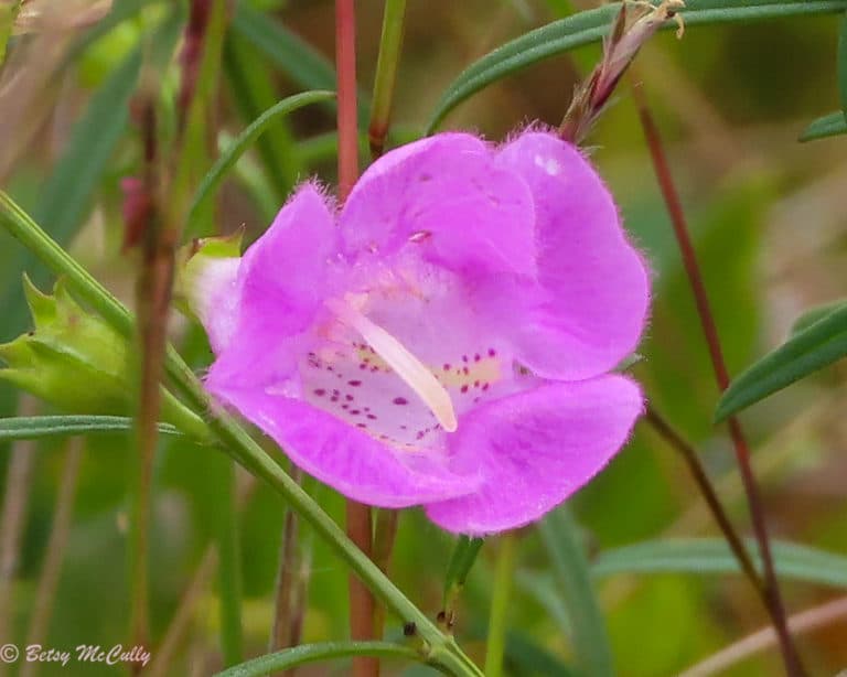 New York Wildflower Gallery New York Nature