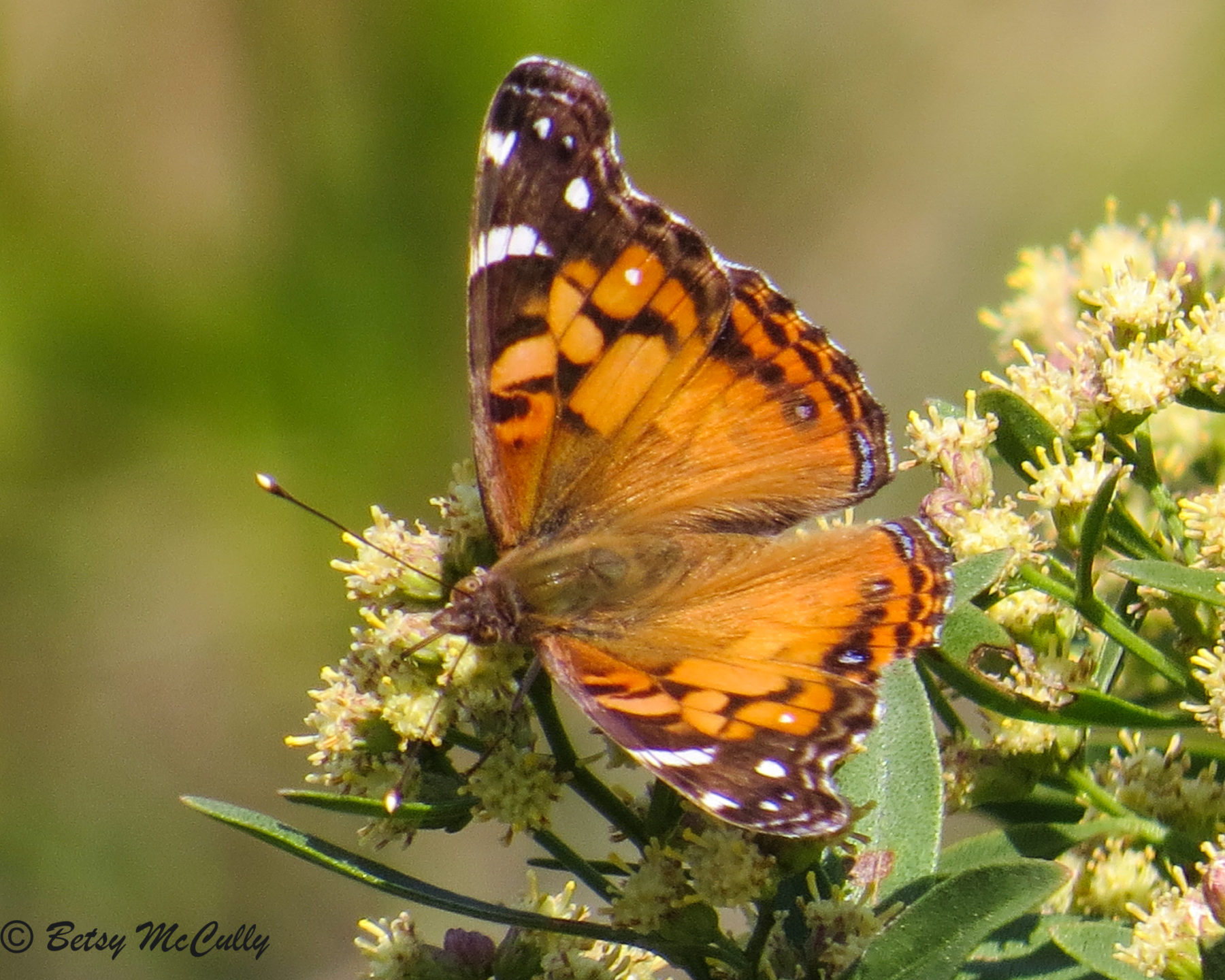 Photo of American Lady nectaring in groundsel bush