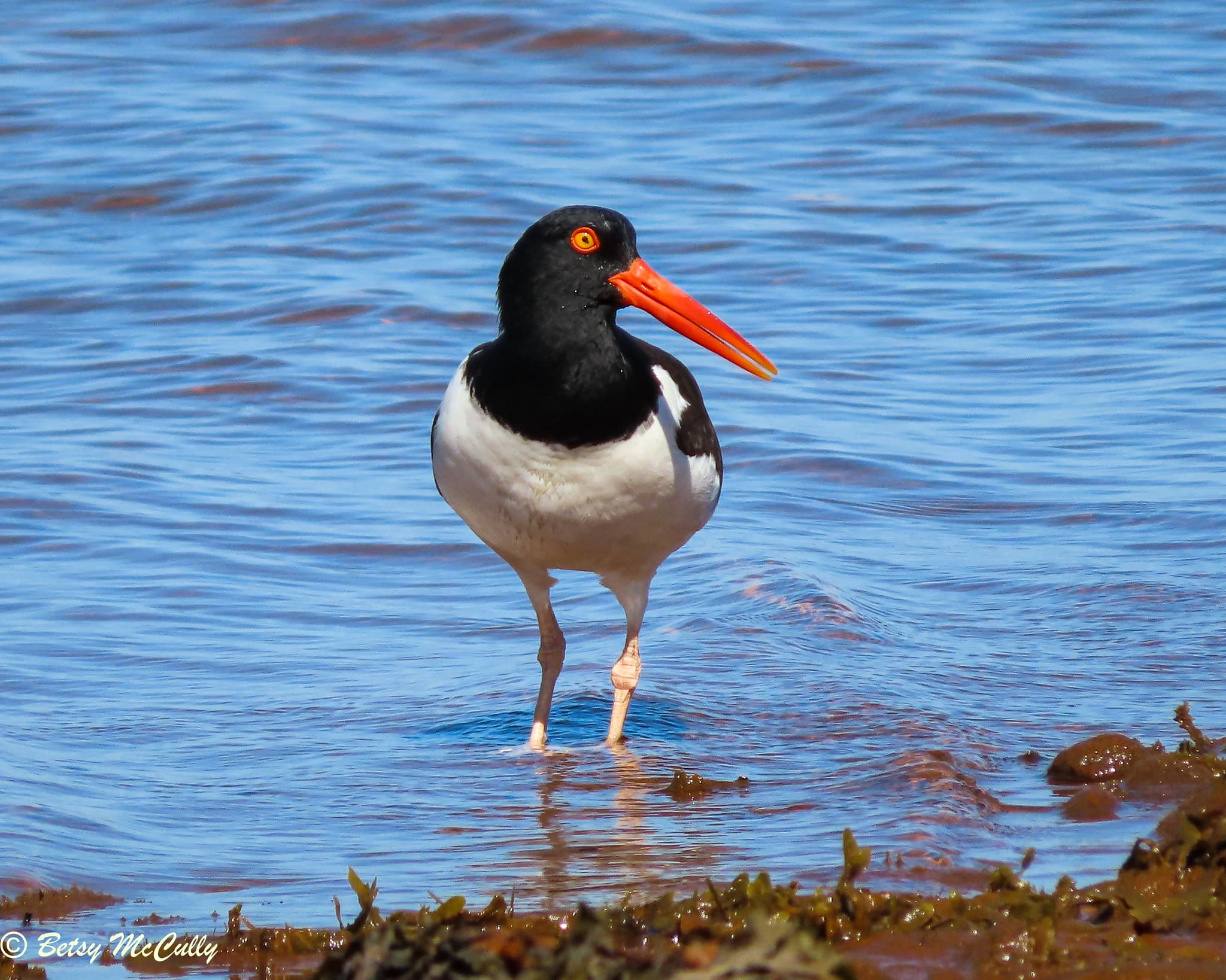 American Oystercatcher (Haematopus palliatus) New York Nature