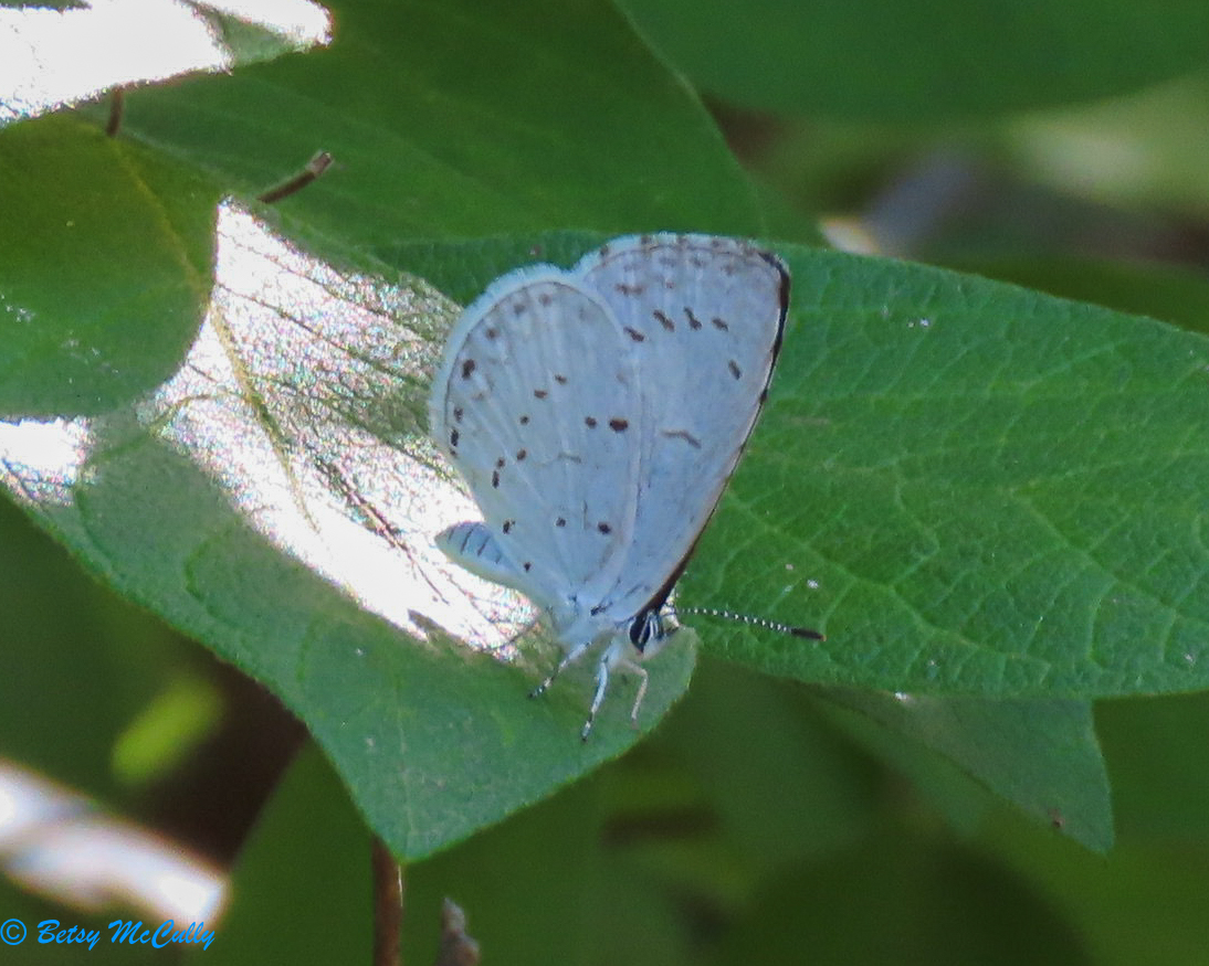 Photo of Summer Azure on leaf