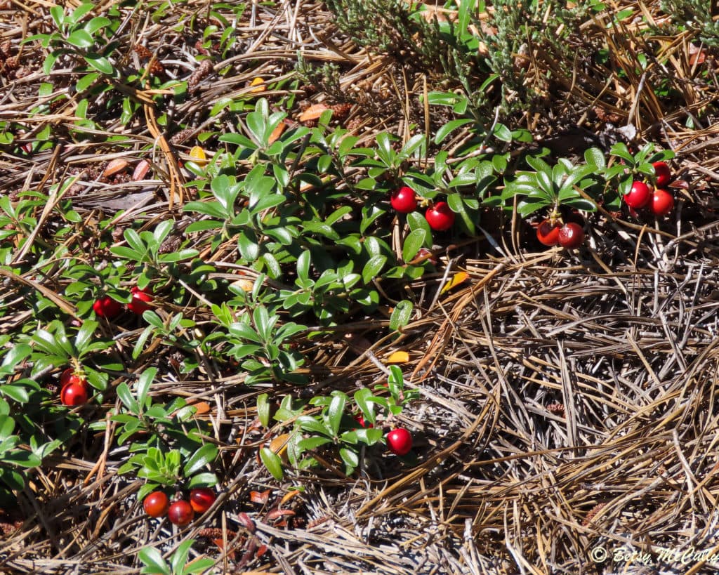 Red bearberry (Arctostaphylos Uvaursi). Ericaceae. New York Nature by Betsy McCully