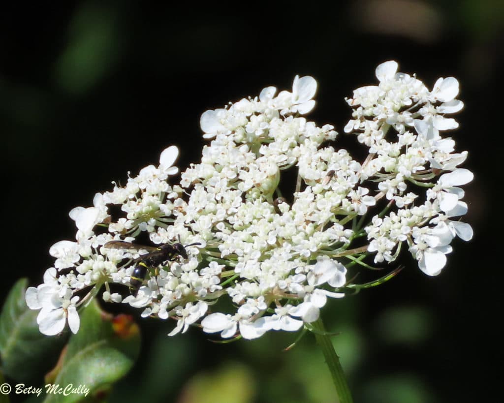 New York Wildflower Gallery New York Nature