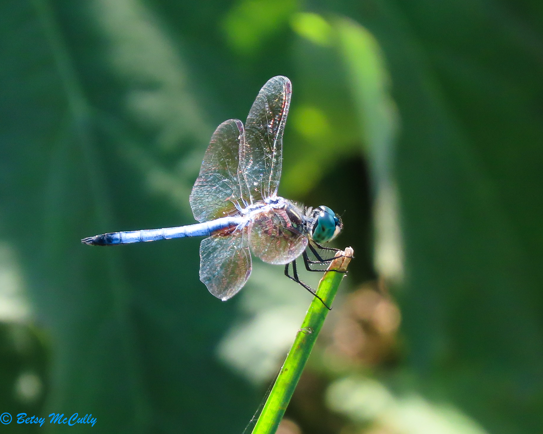 Photo of Blue Dasher male