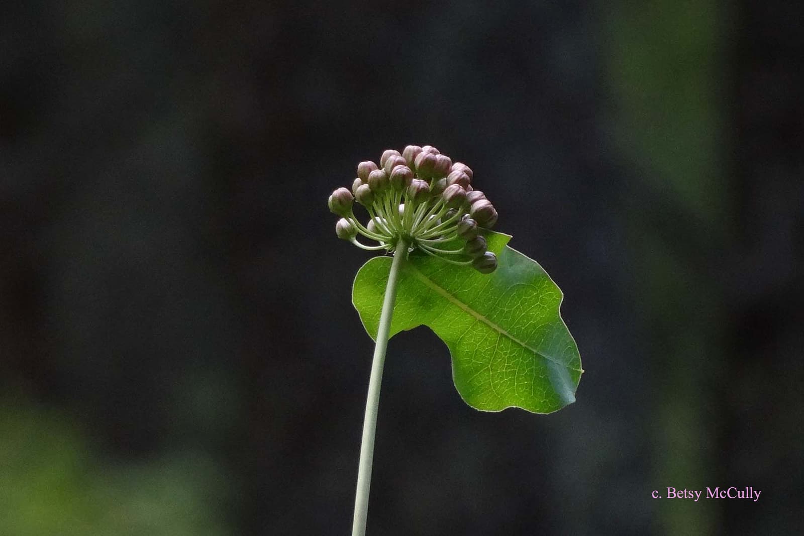 Clasping Milkweed (Asclepias New York Nature