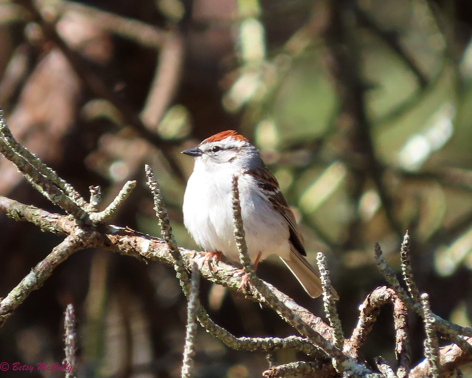 Photo of Chipping Sparrow