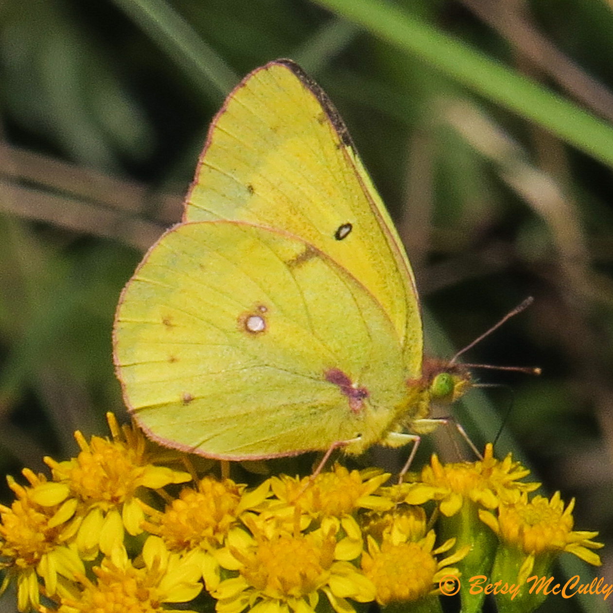 Photo of Clouded Sulphur in goldenrod