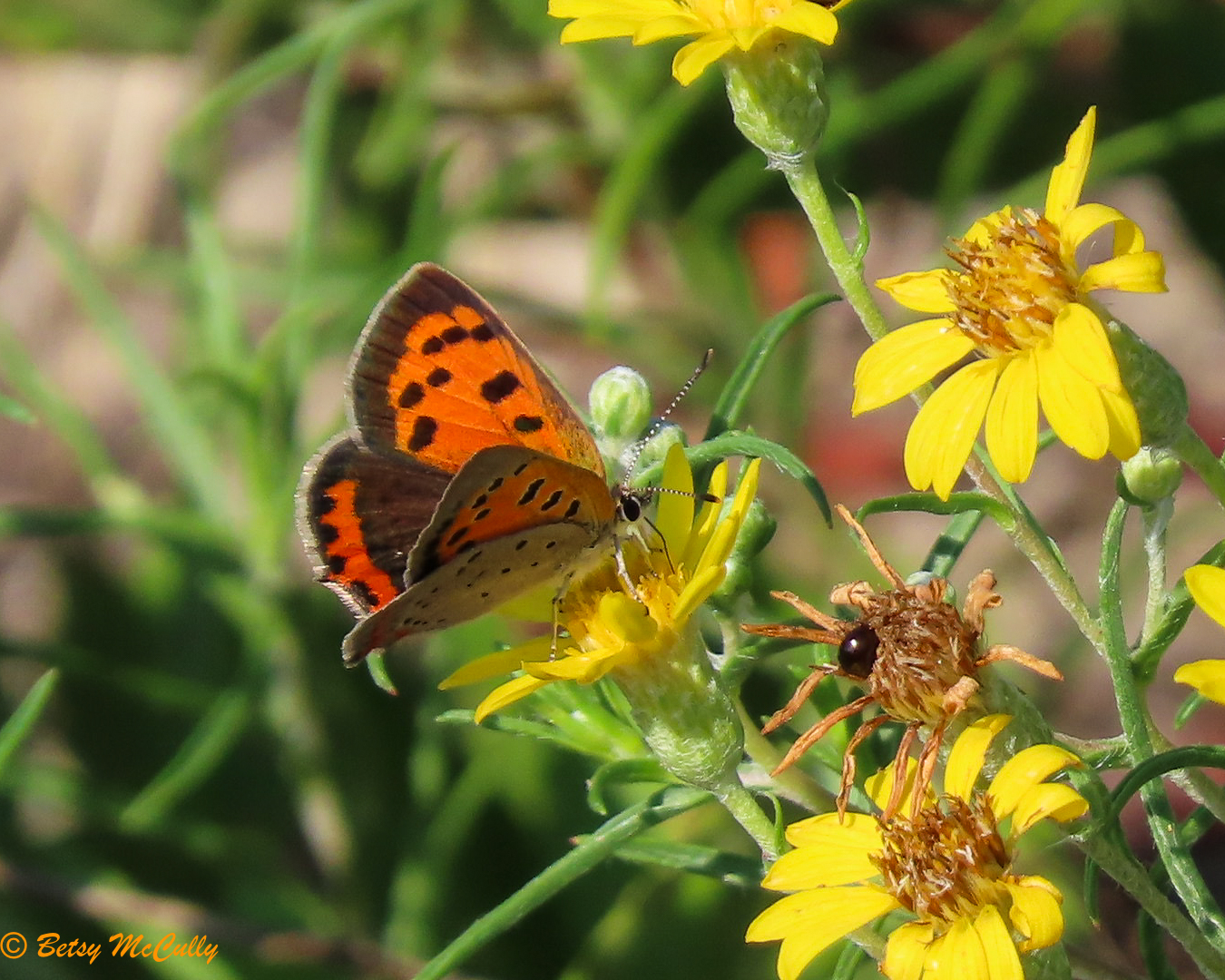 Photo of American Copper in golden-aster