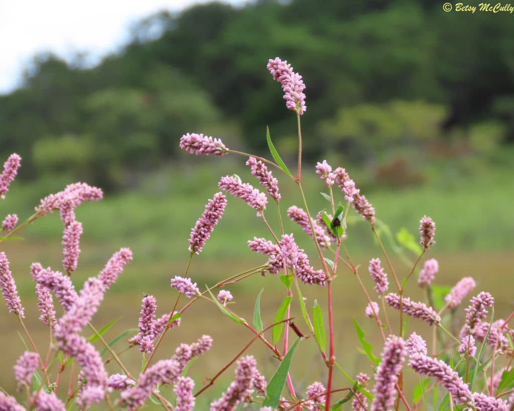 New York Wildflower Gallery New York Nature