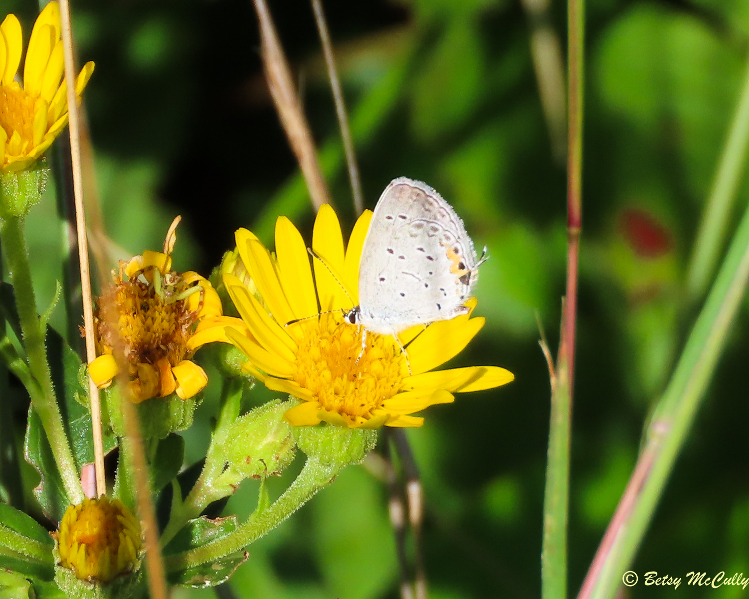 Photo of Eastern Tailed Blue in golden-aster